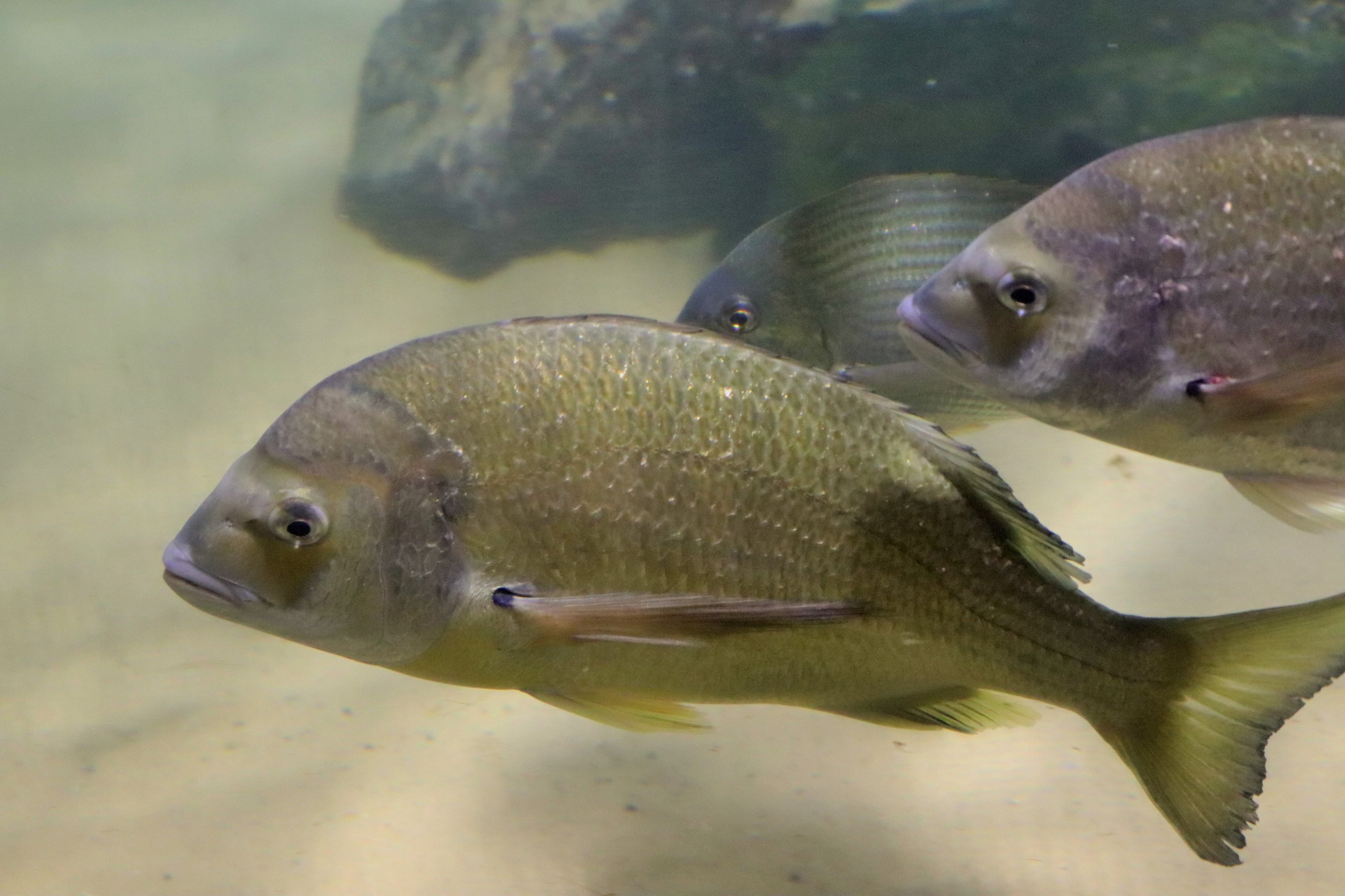 Yellowfin Bream (Acanthopagrus australis)