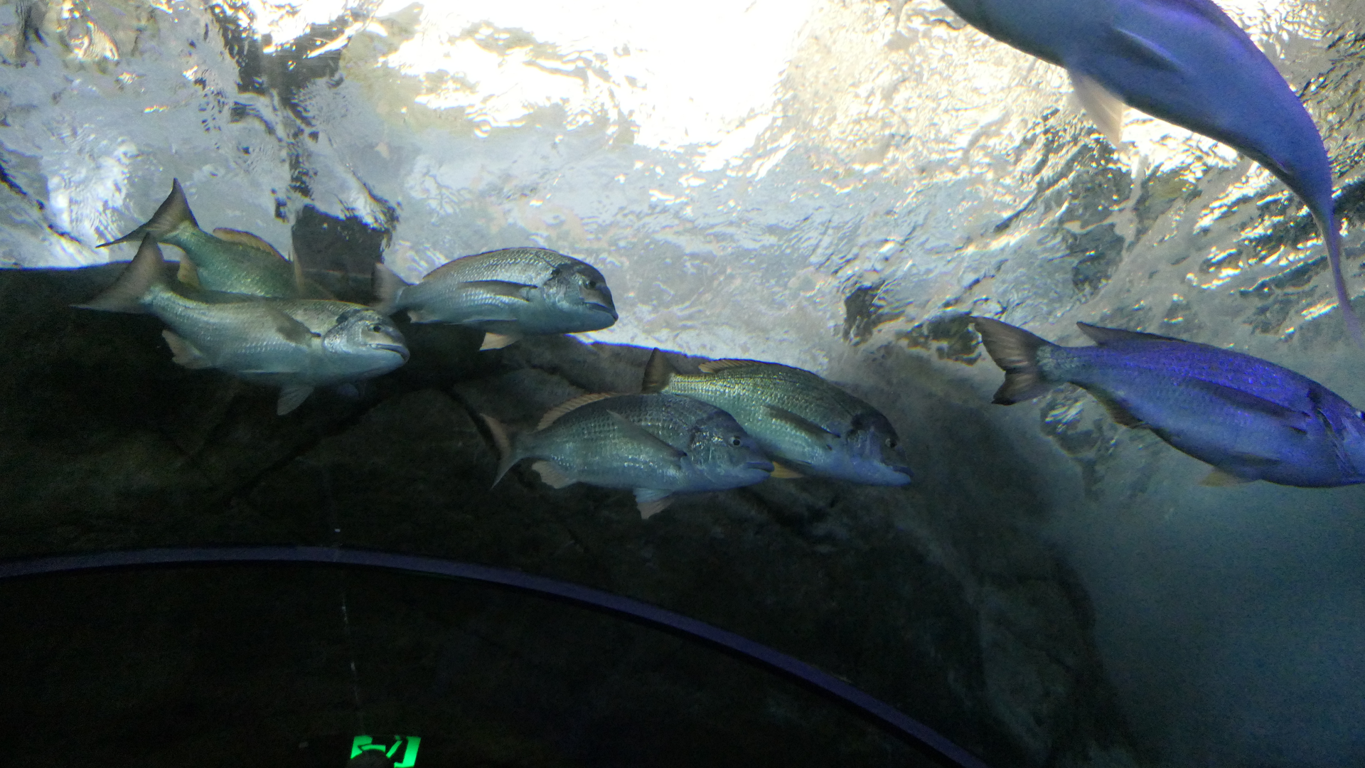 Yellowfin Bream