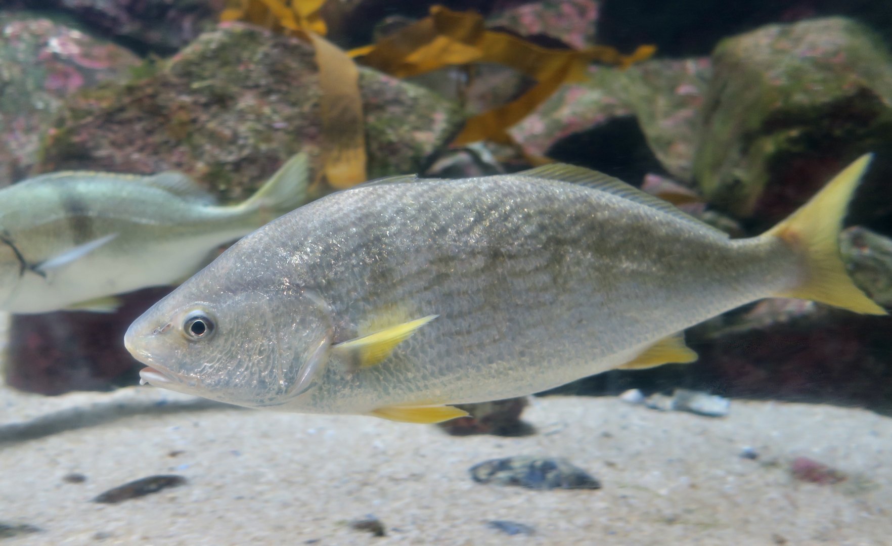 Yellowfin Croaker (Umbrina roncador)