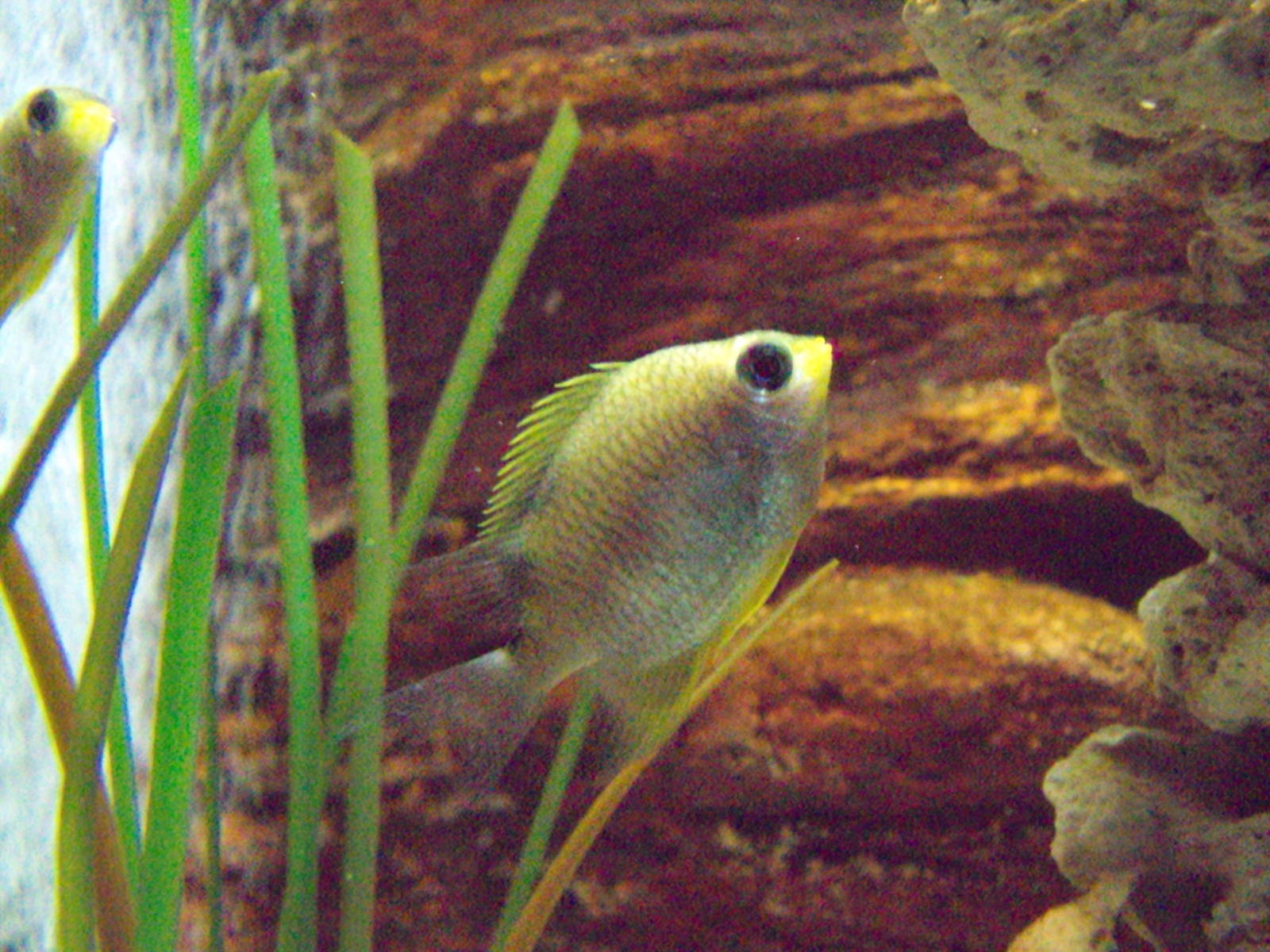 Yellowfin Damsel (Amblyglyphidon flavilatus)