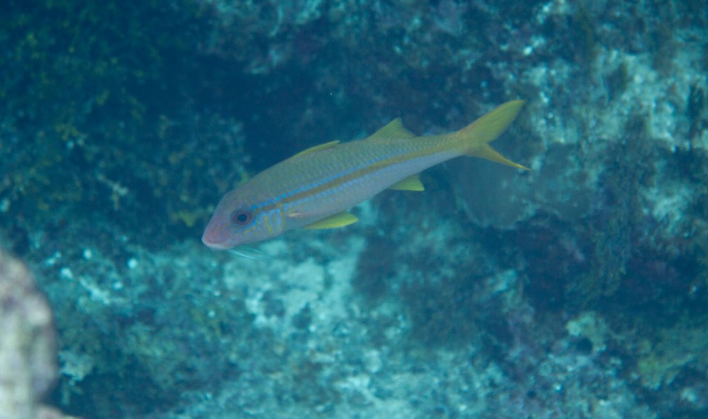 Yellowfin Goatfish (Mulloidichthys vanicolensis)