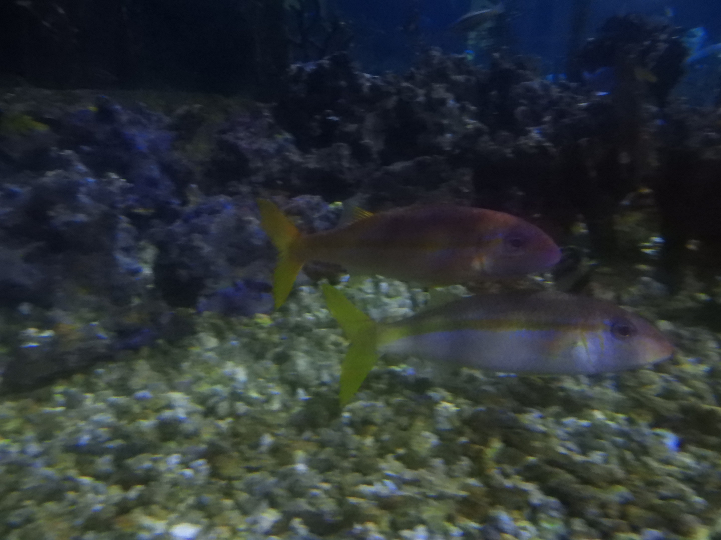 Yellowfin Goatfish (Mulloidichthys vanicolensis)