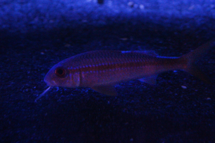 Yellowfin goatfish (Mulloidichthys vanicolensis)