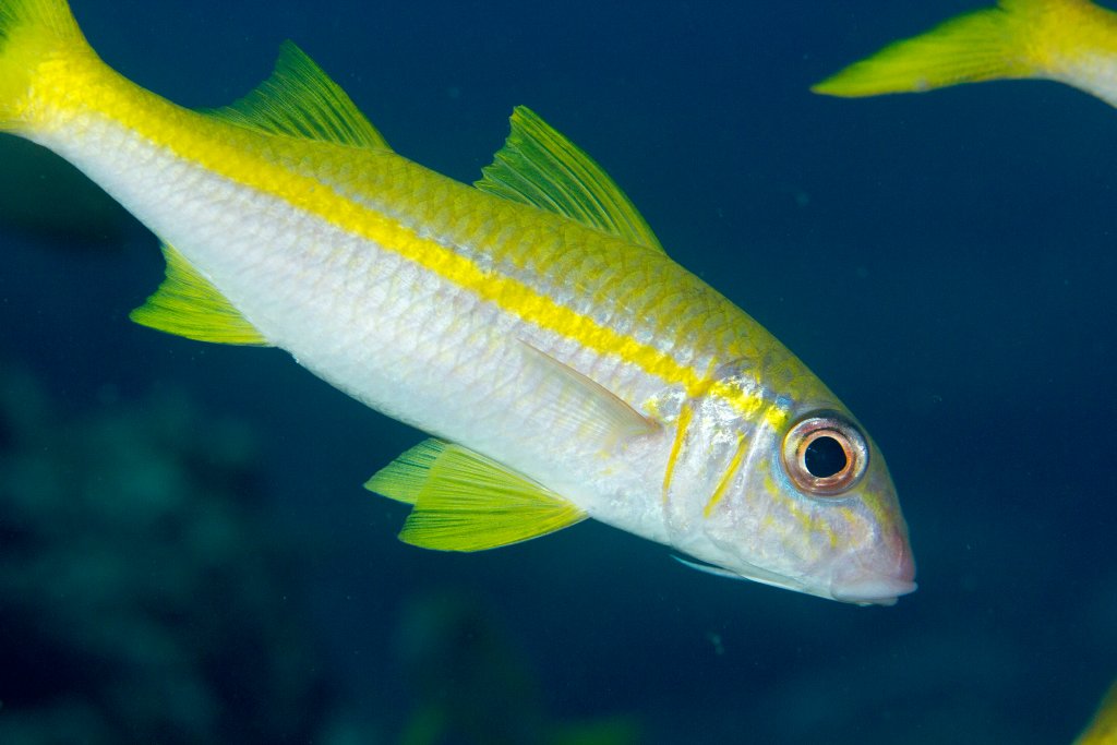 Yellowfin Goatfish