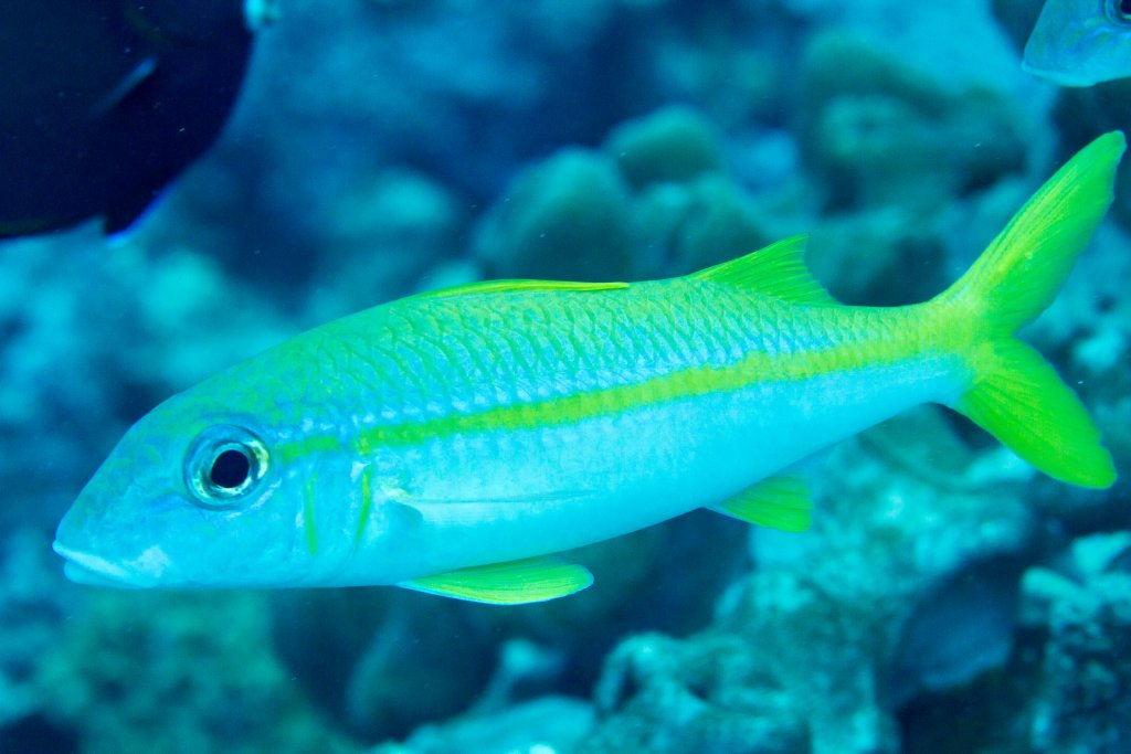Yellowfin Goatfish