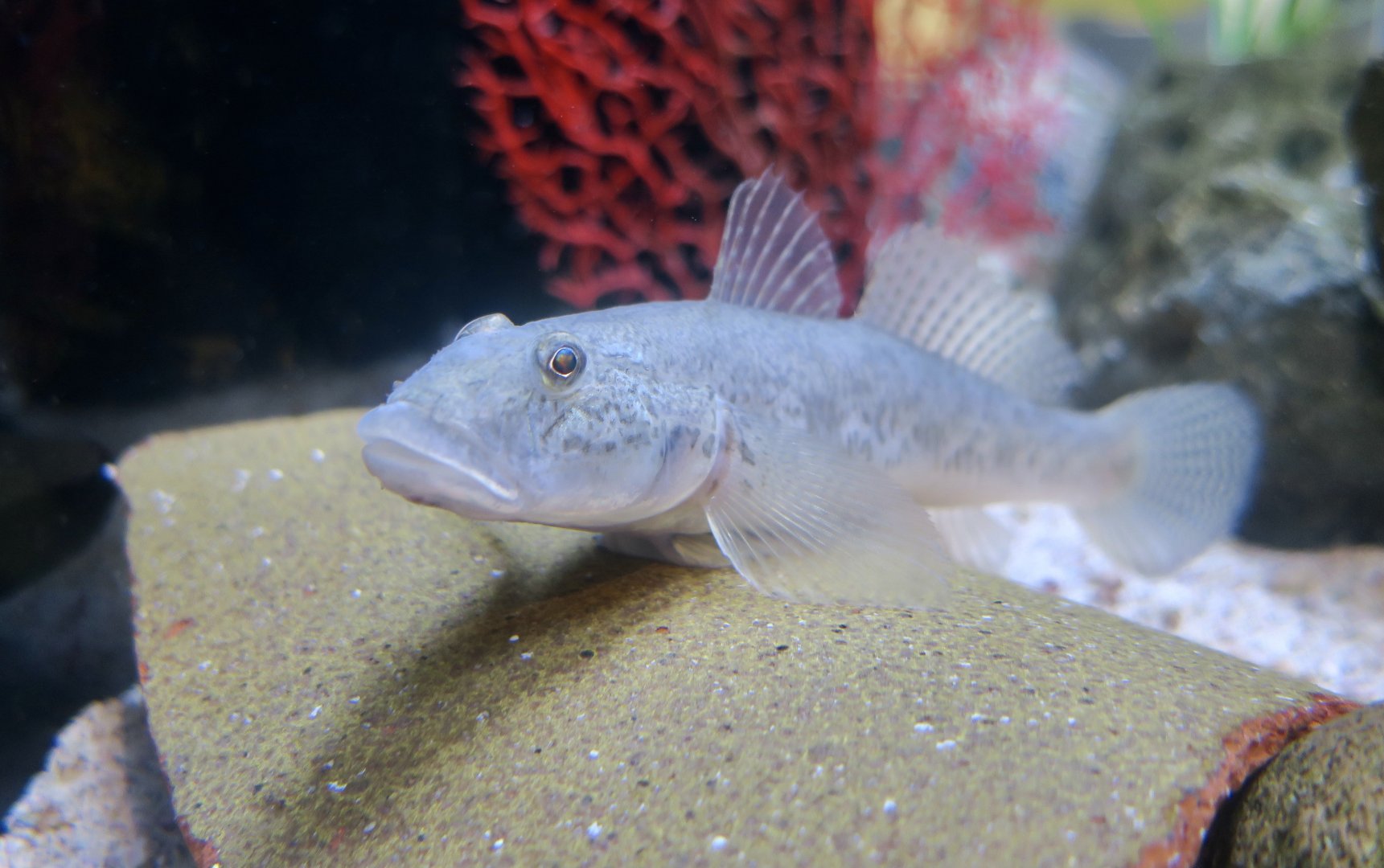 Yellowfin Goby (Acanthogobius flavimanus) - an invasive species in California