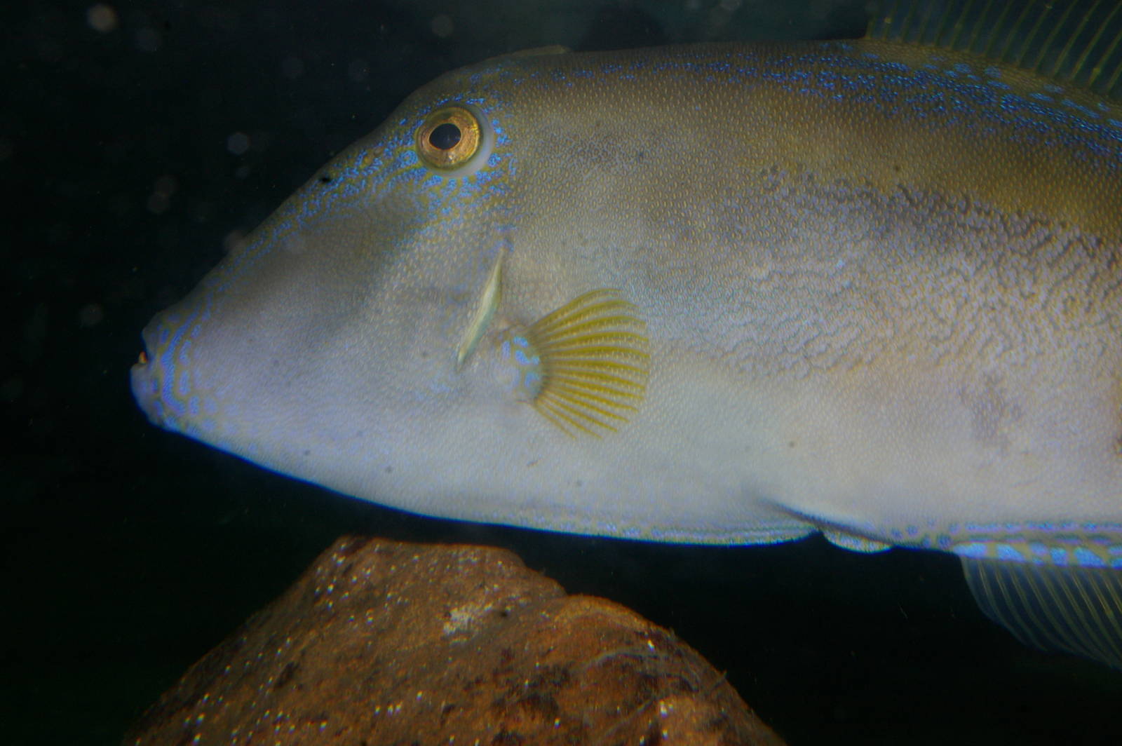 Yellowfin Leatherjacket (Meuschenia trachylepis)