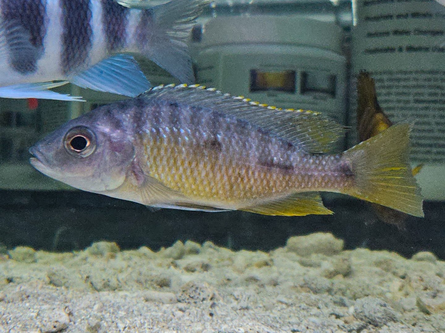 Yellowfin Mloto (Otopharynx tetraspilus)
