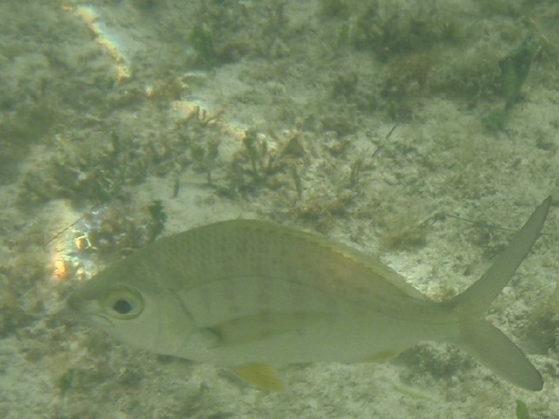 Yellowfin mojarra (Gerres cinereus)