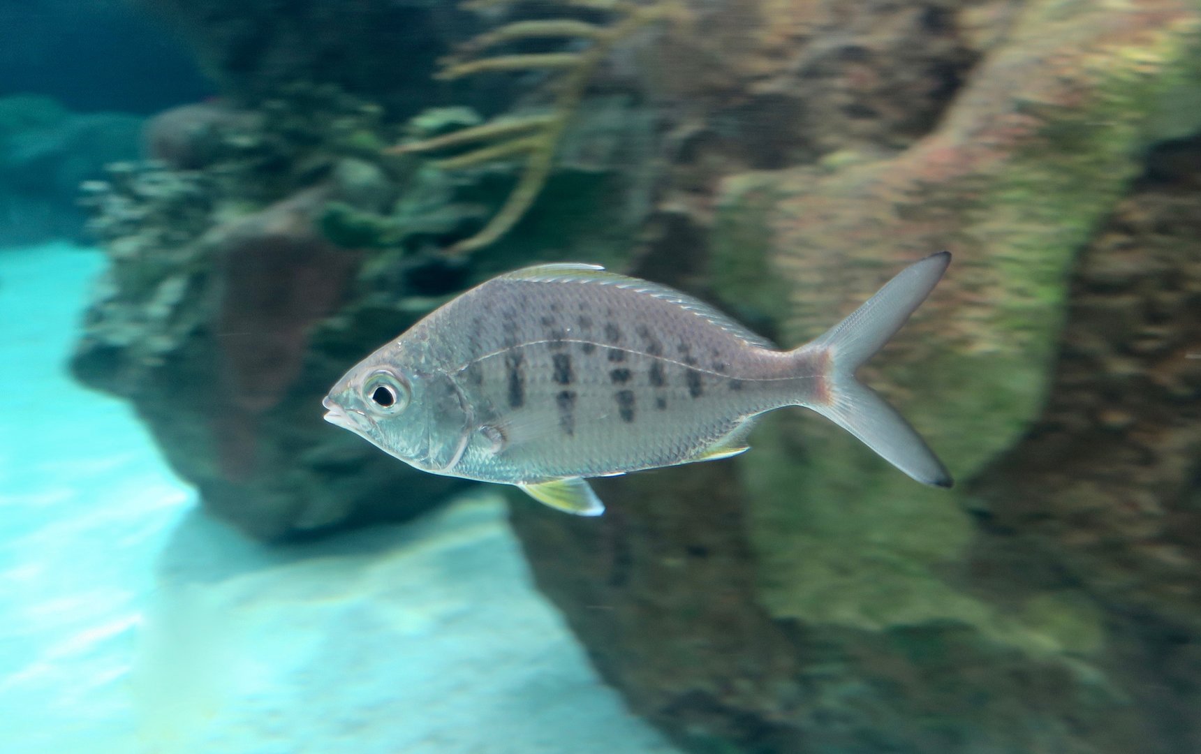 Yellowfin Mojarra (Gerres cinereus)