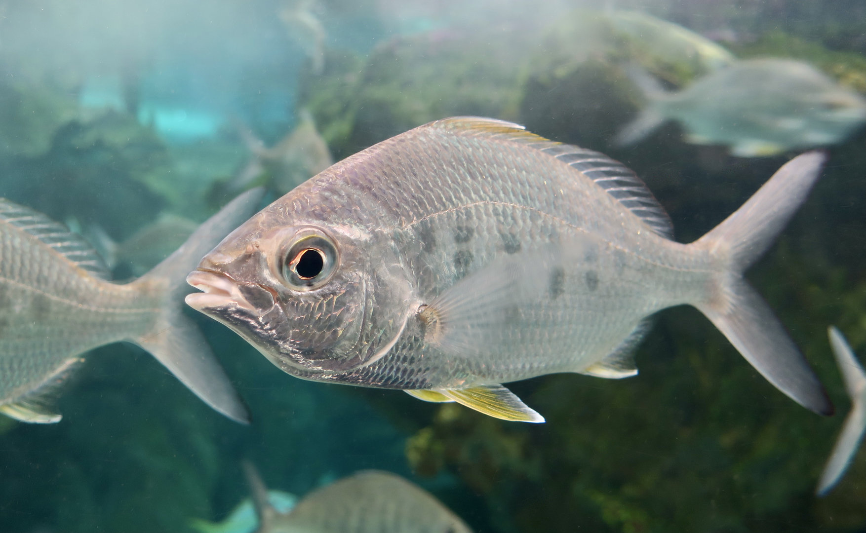 Yellowfin Mojarra (Gerres cinereus)