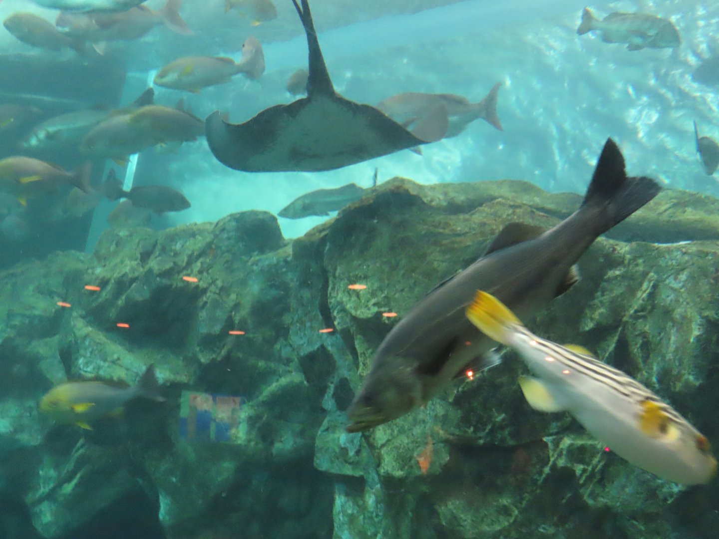 Yellowfin puffer and Japanese sea bass