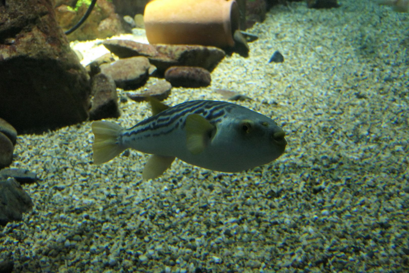 Yellowfin Puffer (Takifugu xanthopterus)