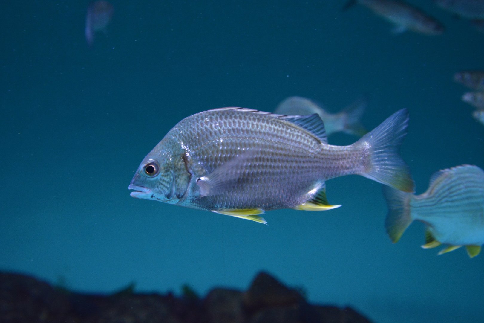 Yellowfin seabream (Acanthopagrus latus)