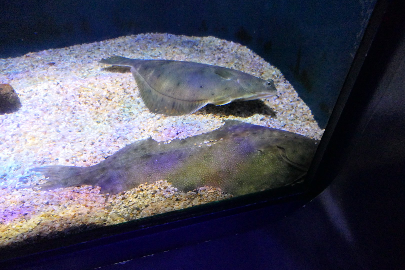 Yellowfin Sole (Limanda aspera) and Alaska Plaice (Pleuronectes quadrituberculatus)