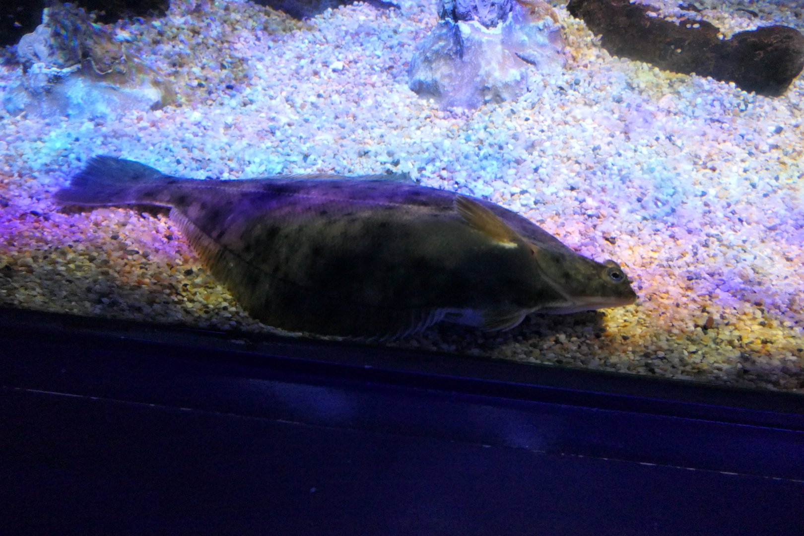 Yellowfin Sole (Limanda aspera)