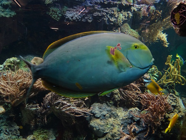 Yellowfin surgeonfish (Acanthurus xanthopterus) (07/22)