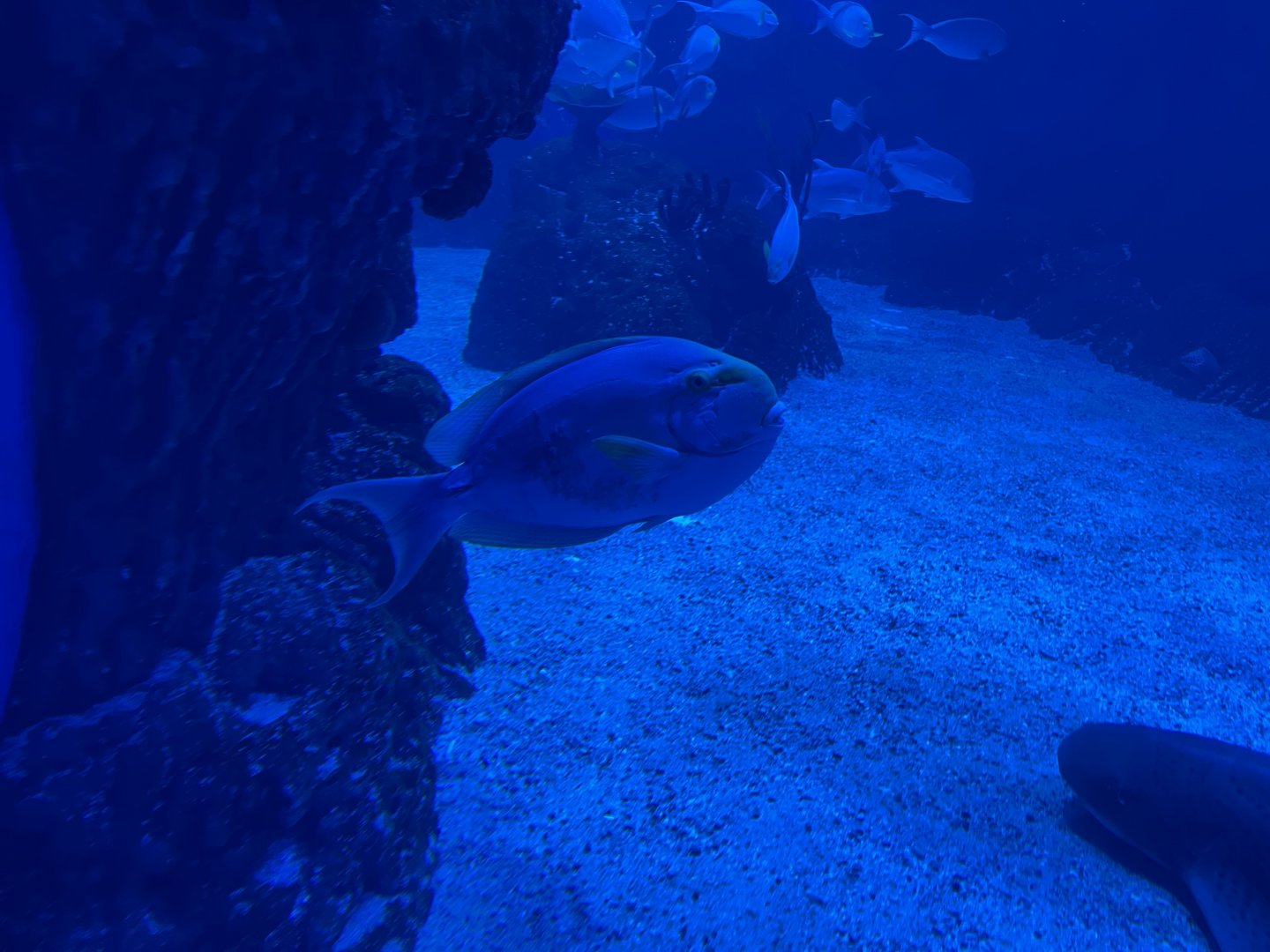 yellowfin surgeonfish (acanthurus xanthopterus) (1)
