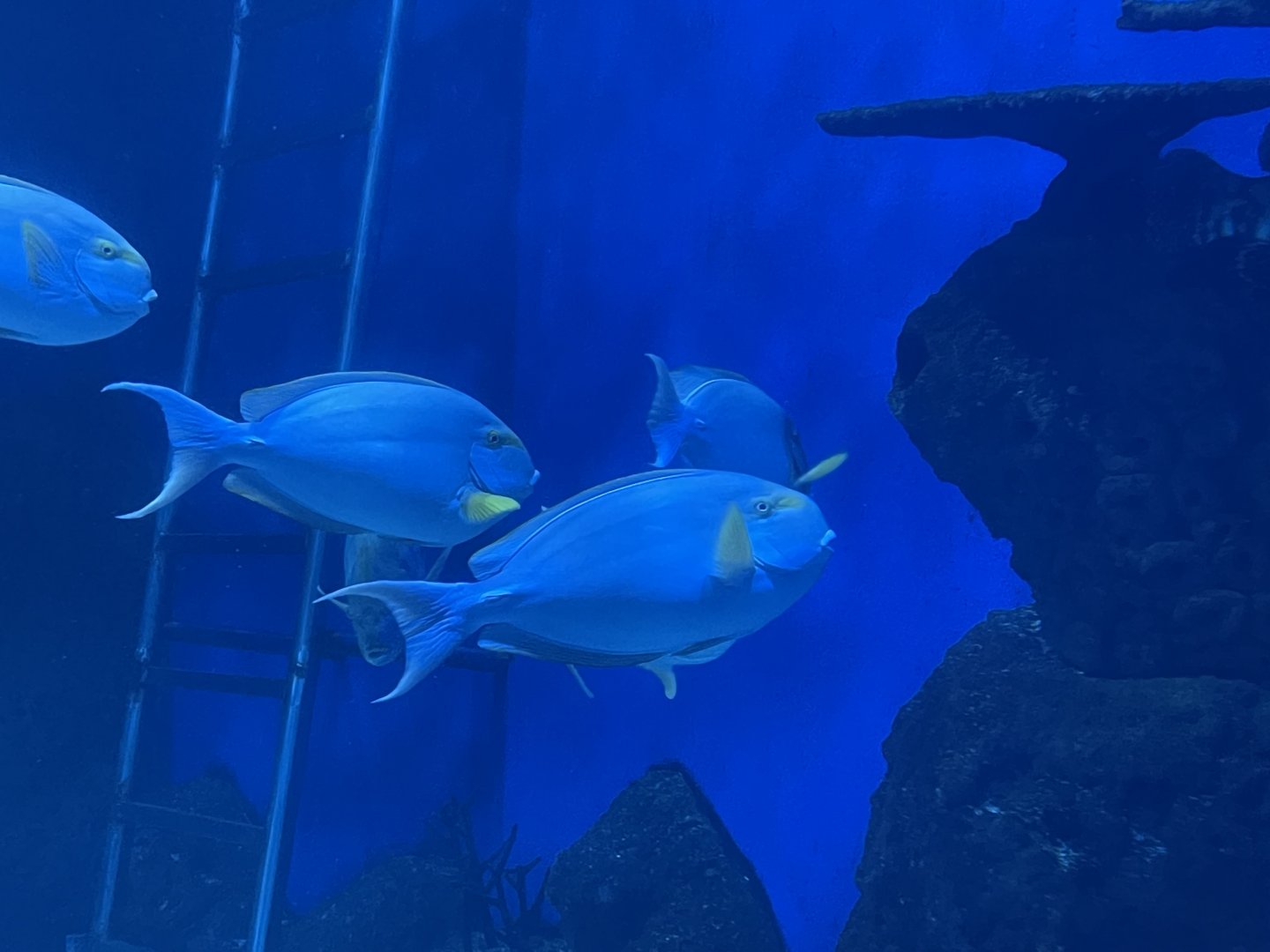 yellowfin surgeonfish (acanthurus xanthopterus) (1)