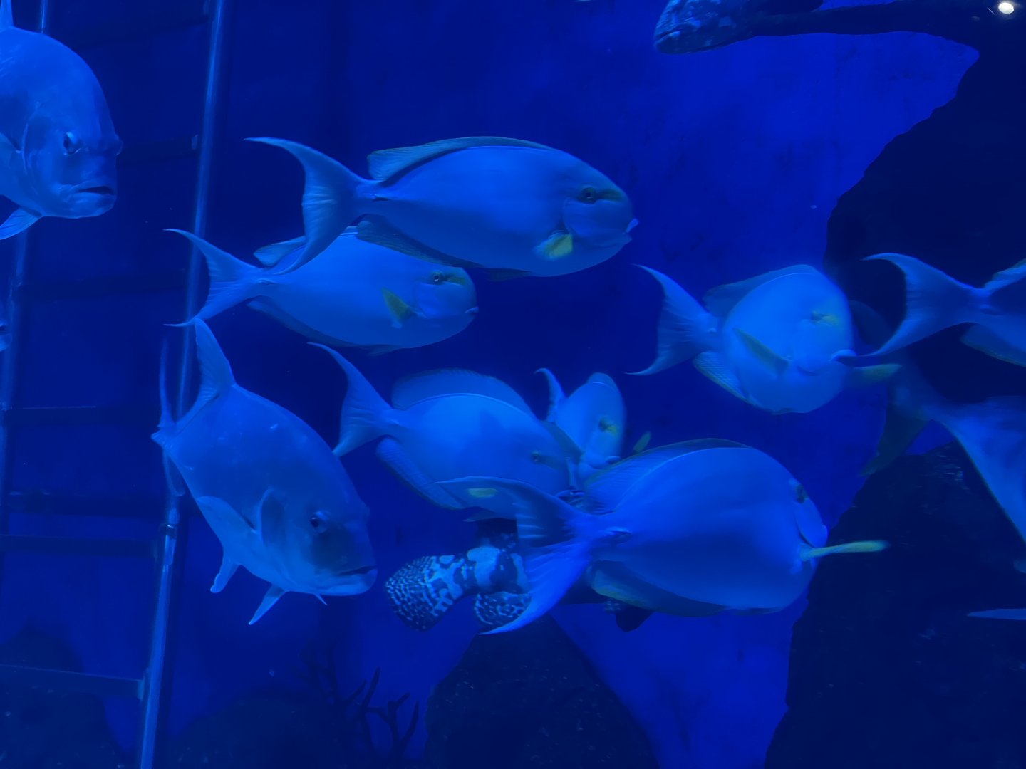 yellowfin surgeonfish (acanthurus xanthopterus) (2)