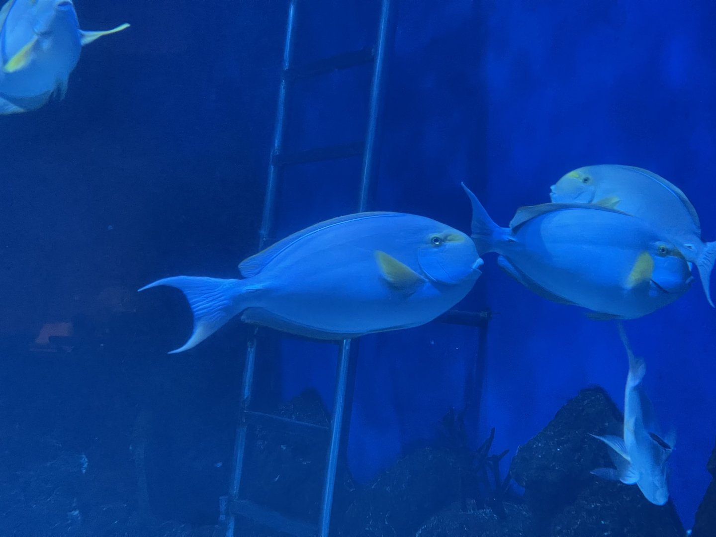 yellowfin surgeonfish (acanthurus xanthopterus) (2)