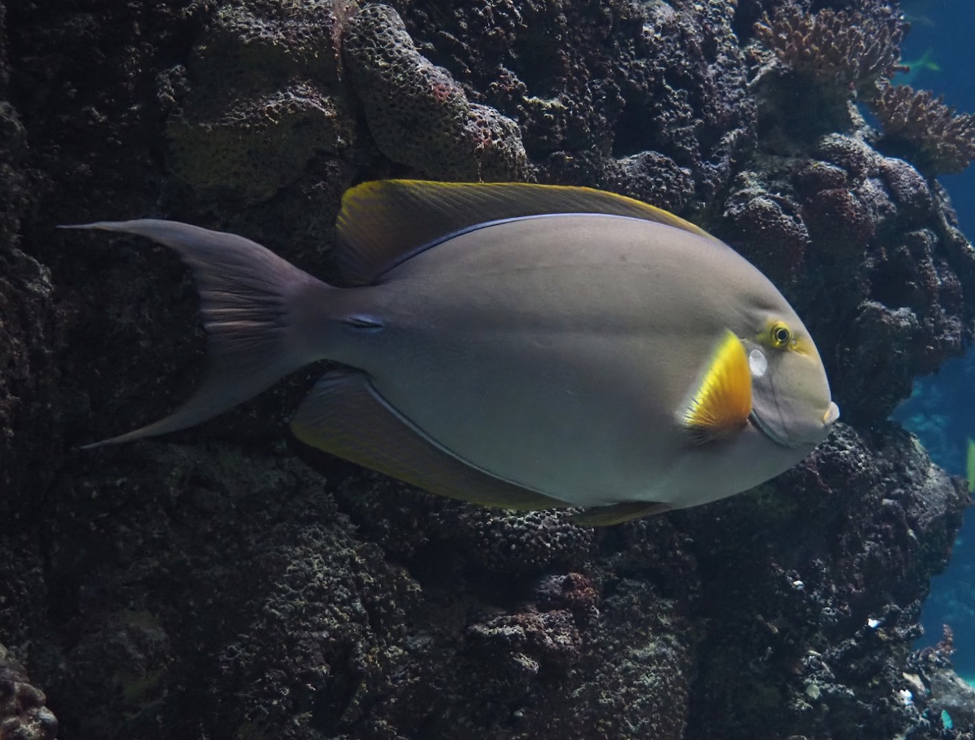 Yellowfin surgeonfish (Acanthurus xanthopterus), 2025-05-17