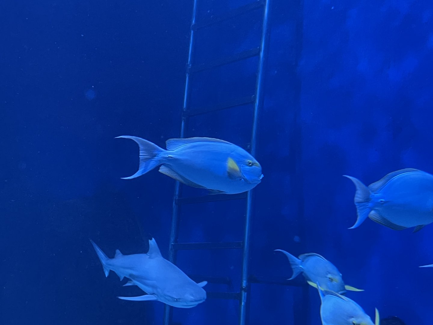 yellowfin surgeonfish (acanthurus xanthopterus) (3)