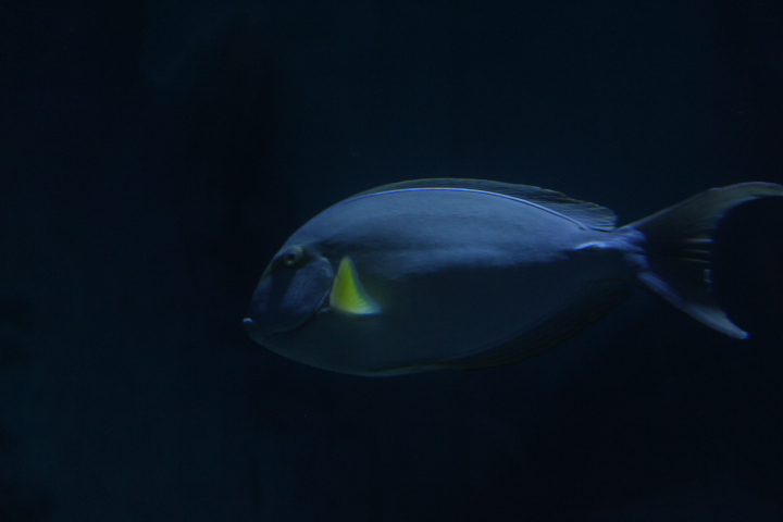 Yellowfin surgeonfish (Acanthurus xanthopterus) - BXSea