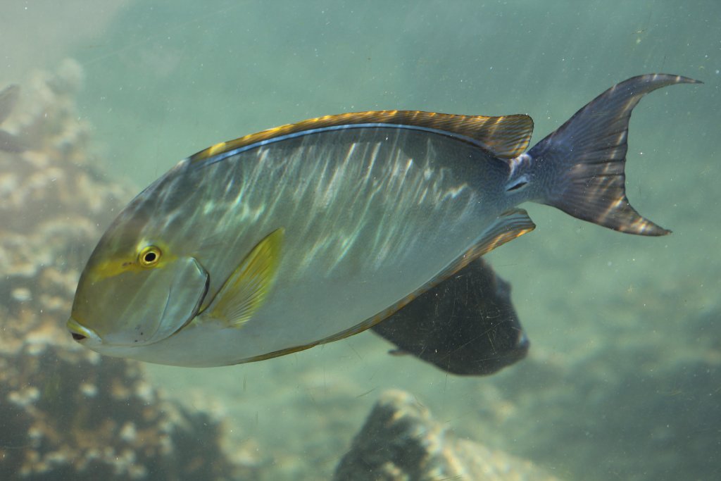Yellowfin Surgeonfish (Acanthurus xanthopterus)