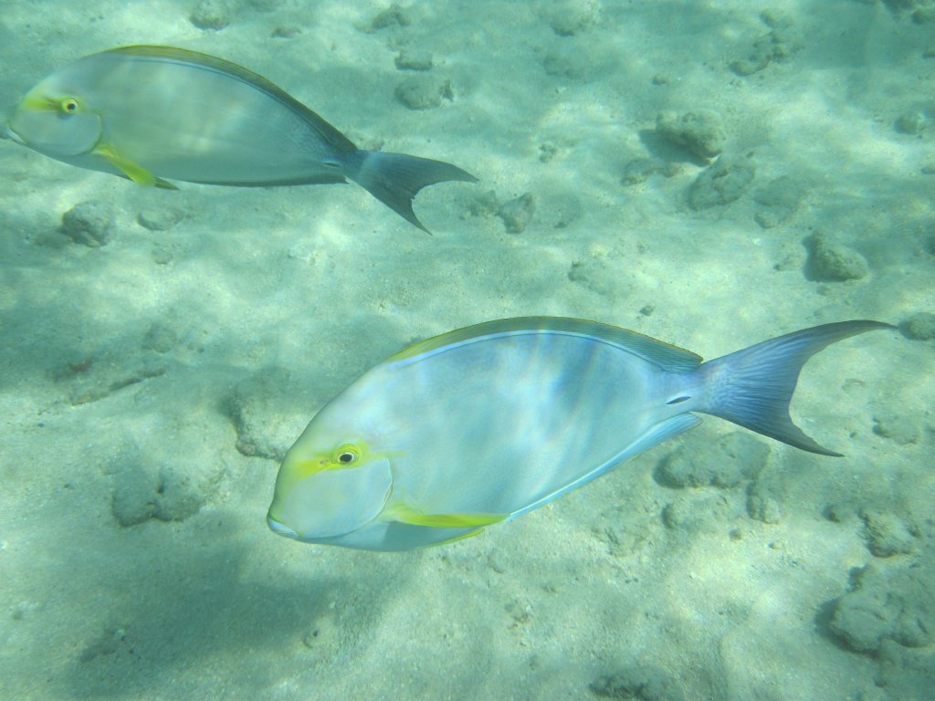 Yellowfin Surgeonfish (Acanthurus xanthopterus)