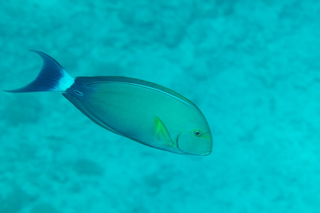 Yellowfin Surgeonfish (Acanthurus xanthopterus)