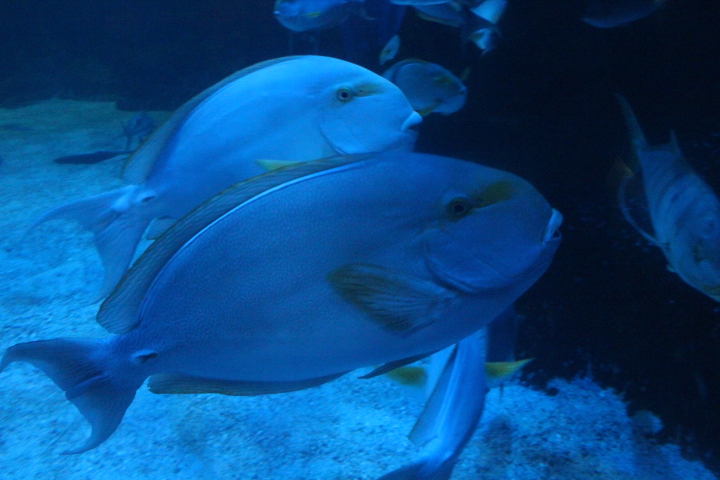 Yellowfin surgeonfish (Acanthurus xanthopterus)