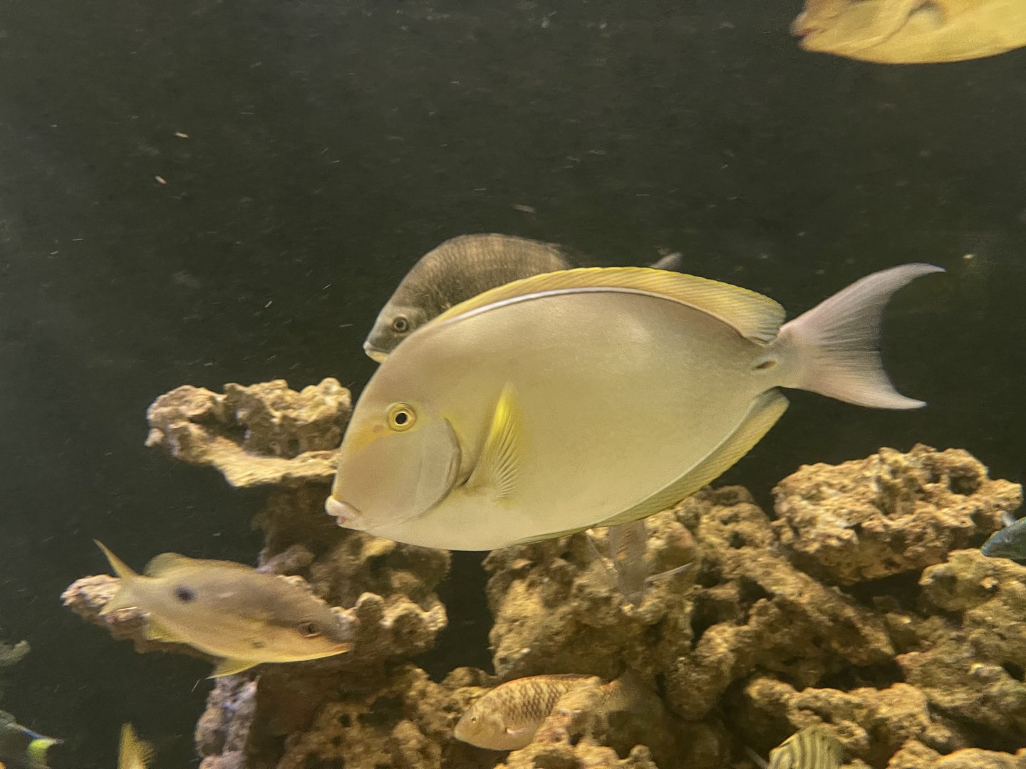 yellowfin surgeonfish (acanthurus xanthopterus)
