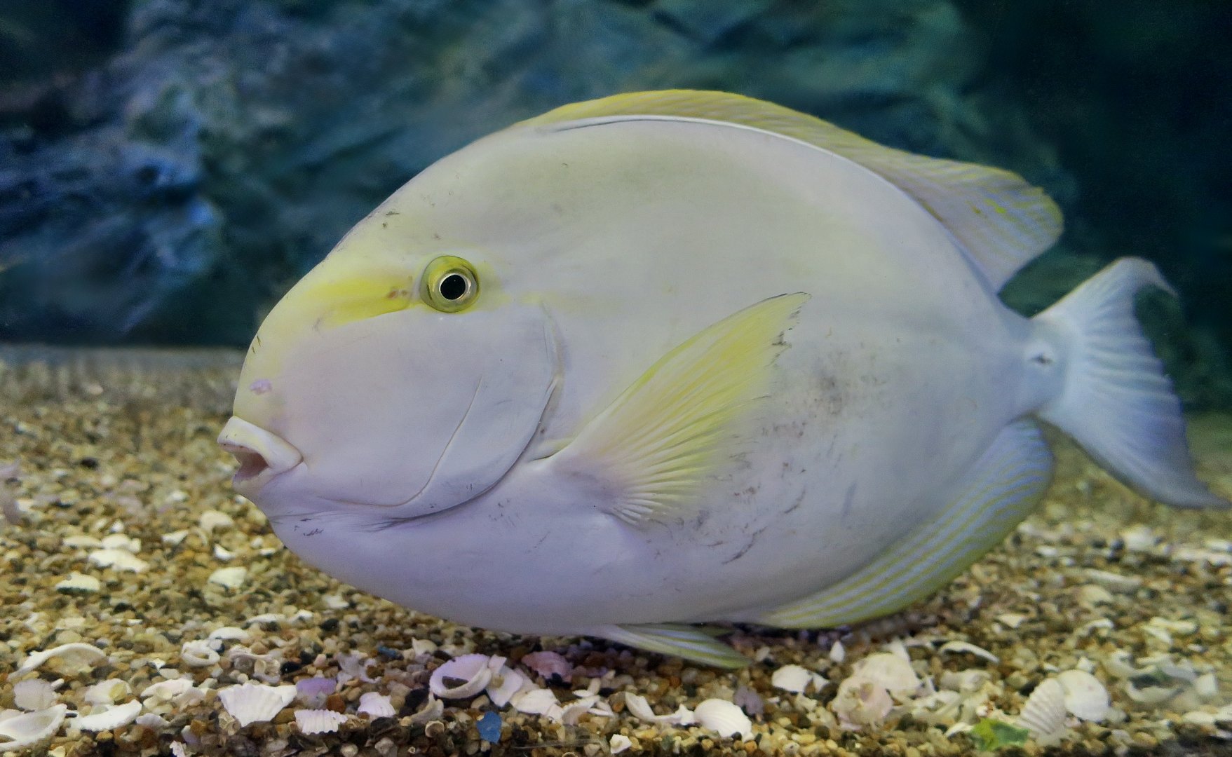 Yellowfin Surgeonfish (Acanthurus xanthopterus)