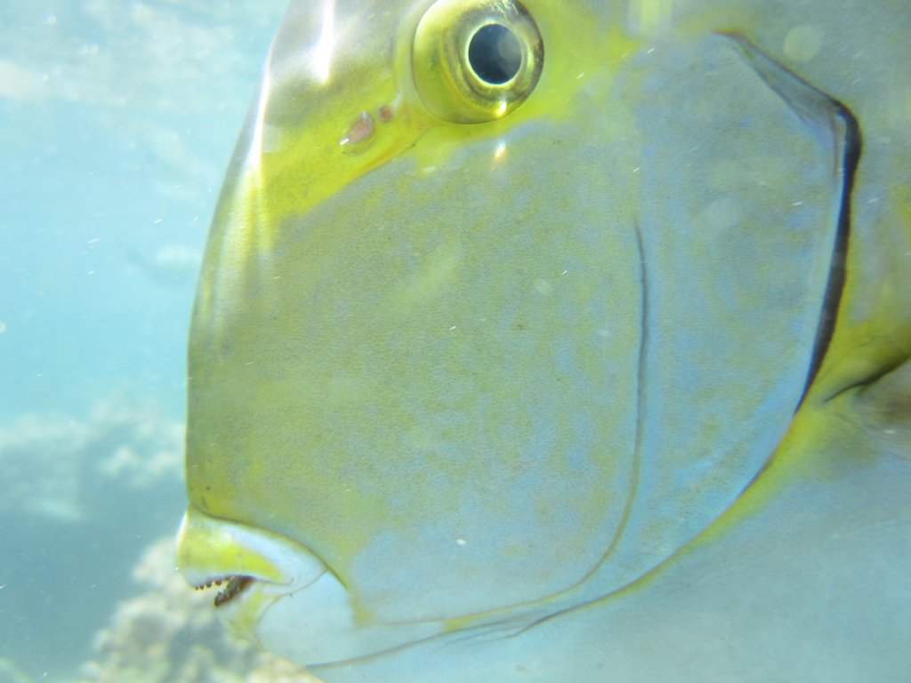 Yellowfin Surgeonfish in outdoor tidepool