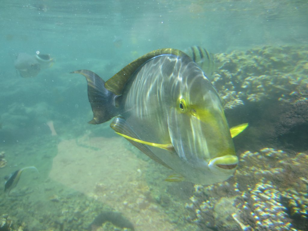 Yellowfin Surgeonfish in outdoor tidepool