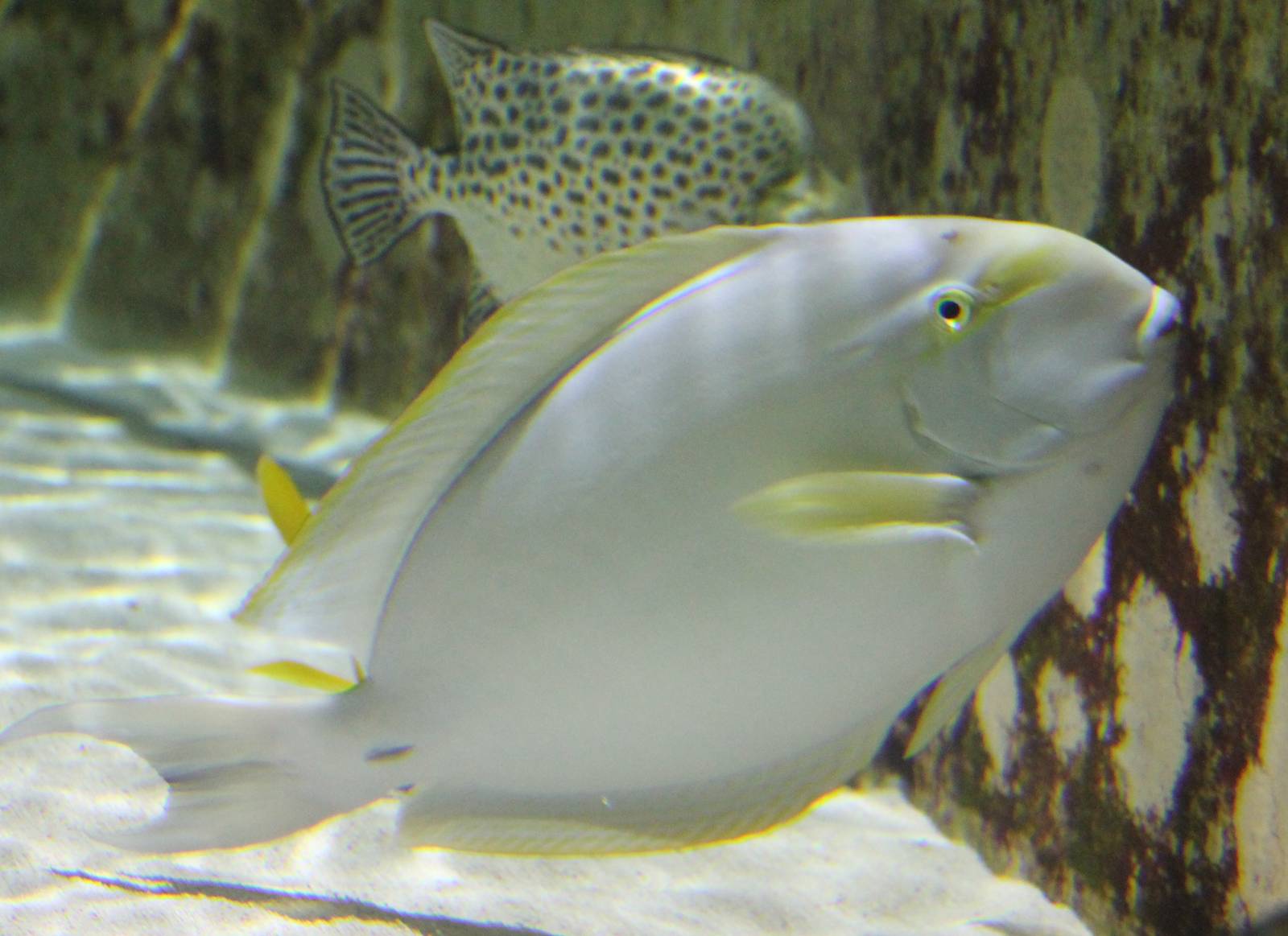 Yellowfin surgeonfish