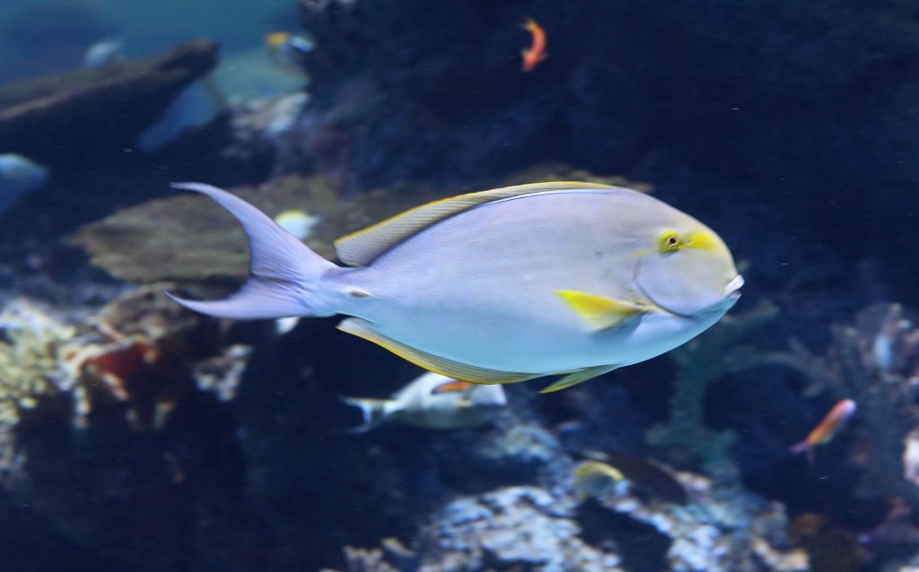 Yellowfin Surgeonfish