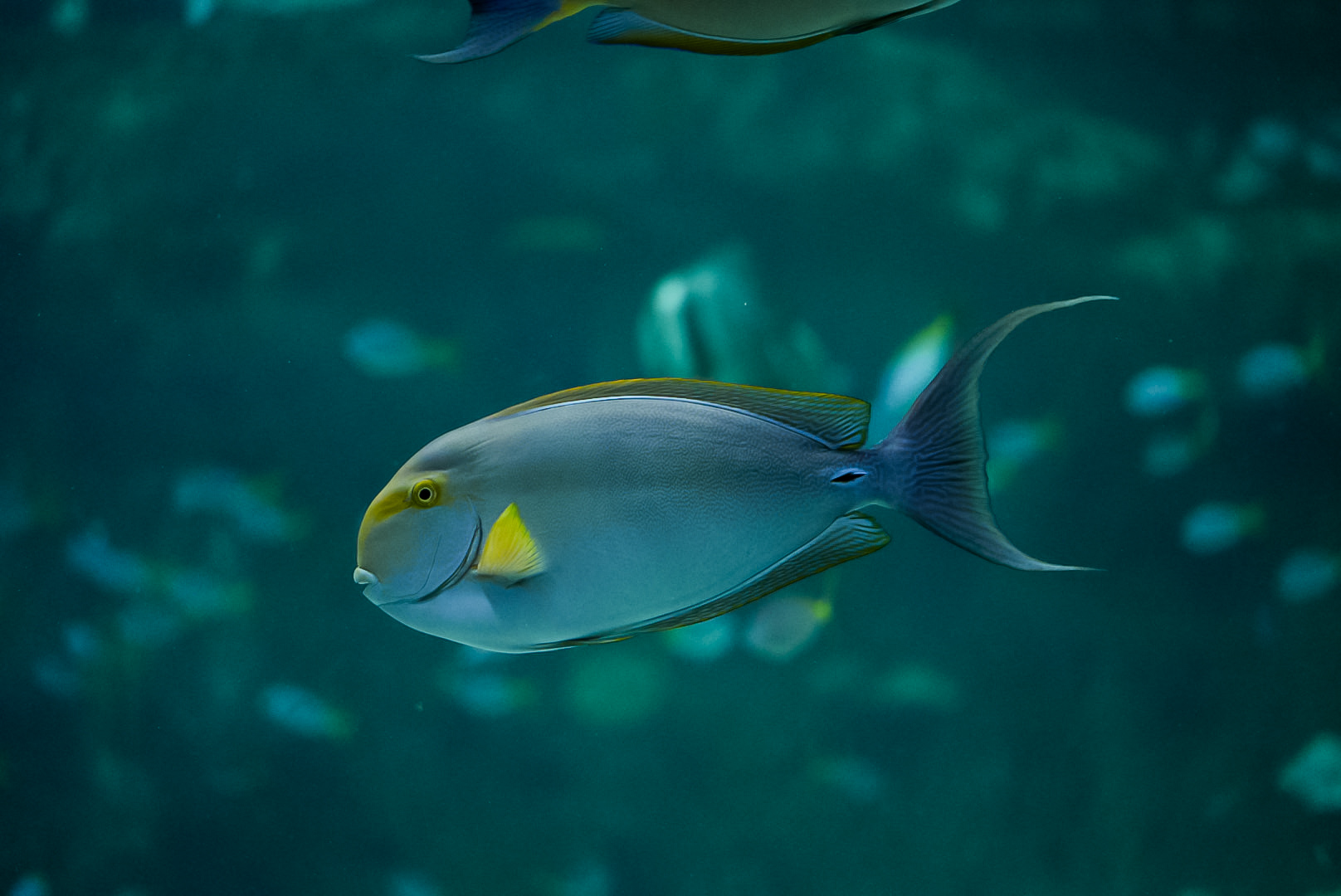 Yellowfin Surgeonfish