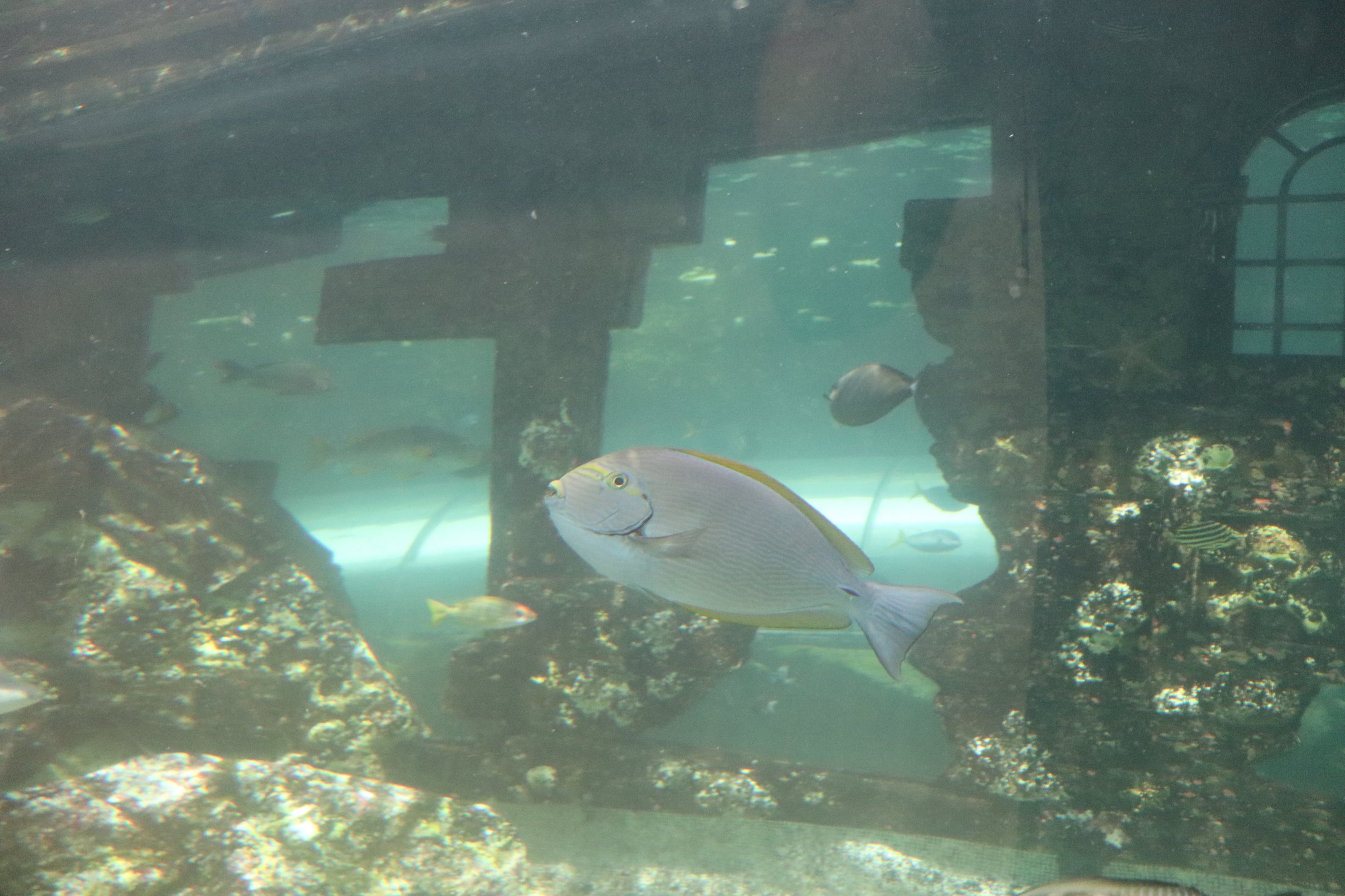 Yellowfin Tang (Acanthurus xanthopterus) - SEA LIFE Sydney