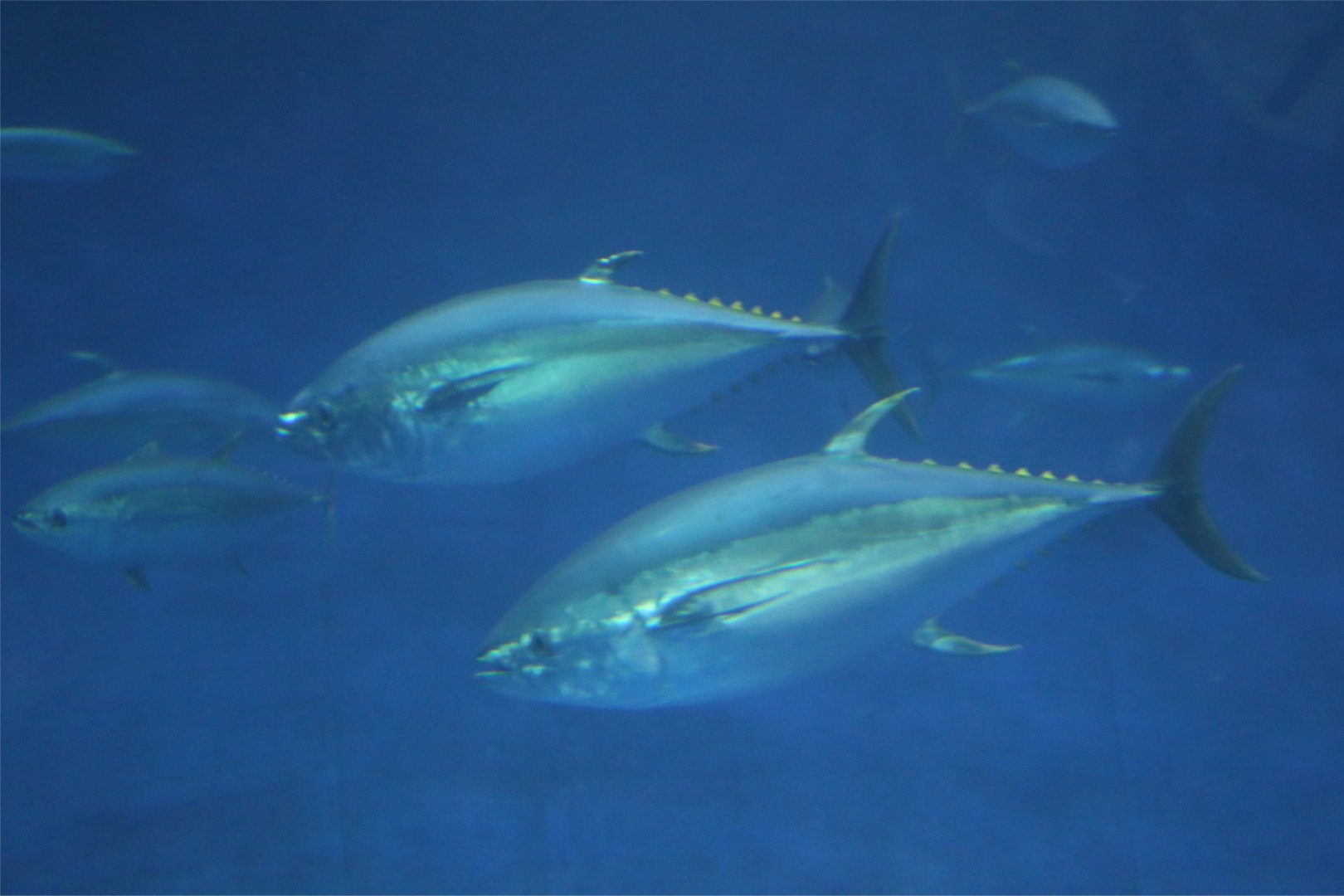 Yellowfin Tuna (Thunnus albacores)