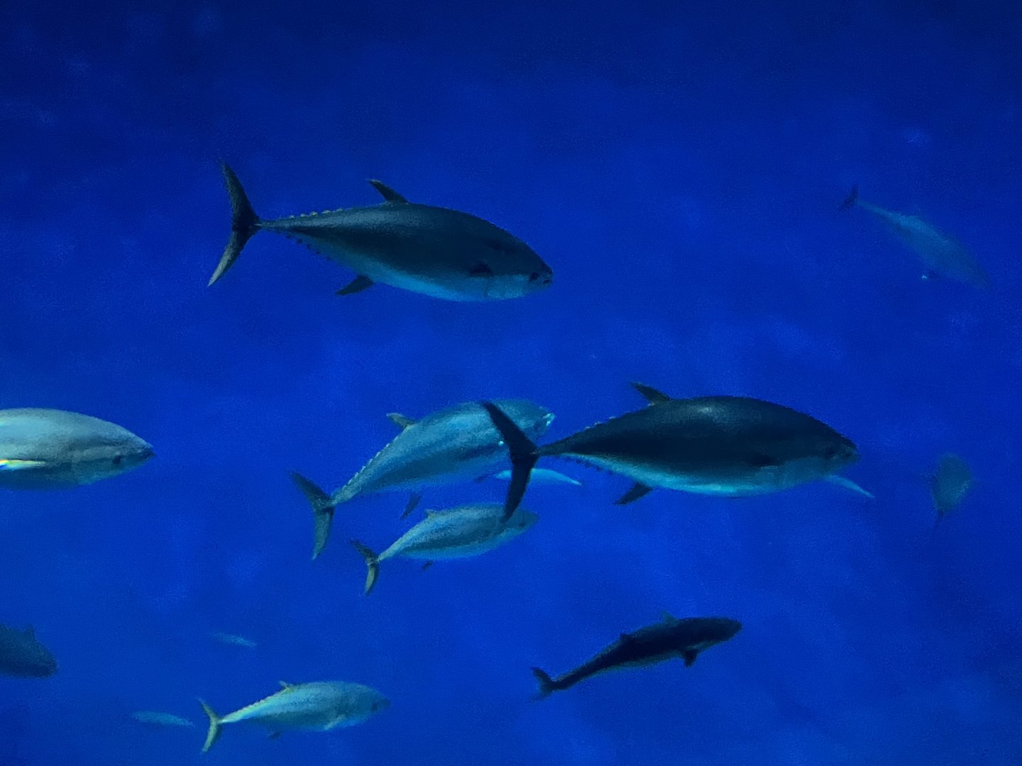 Yellowfin Tuna