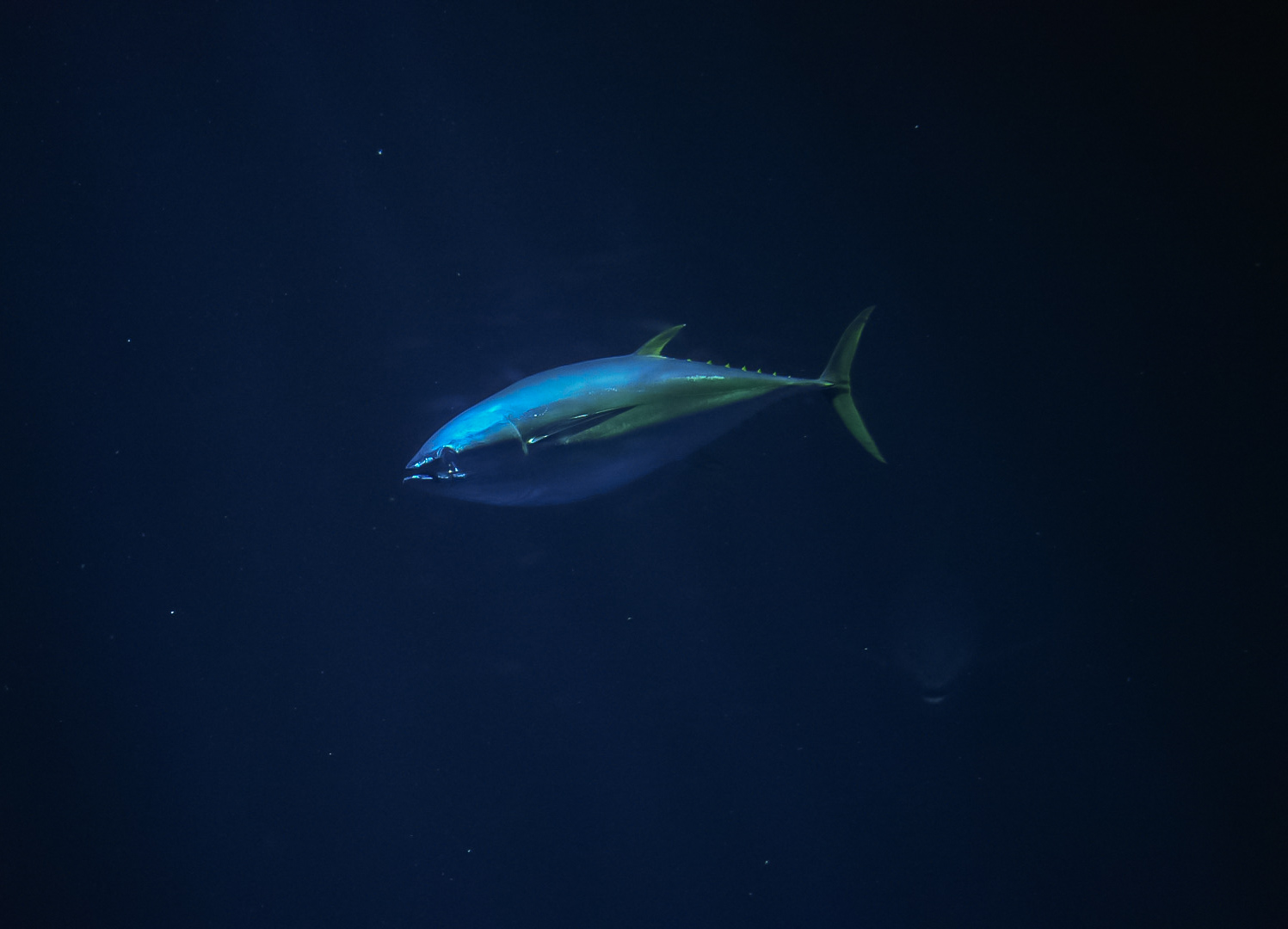 Yellowfin Tuna