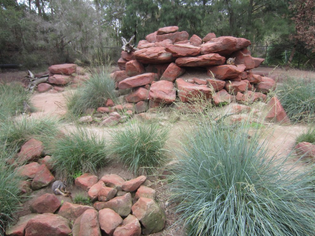 Yellowfooted Rock Wallaby enclosure
