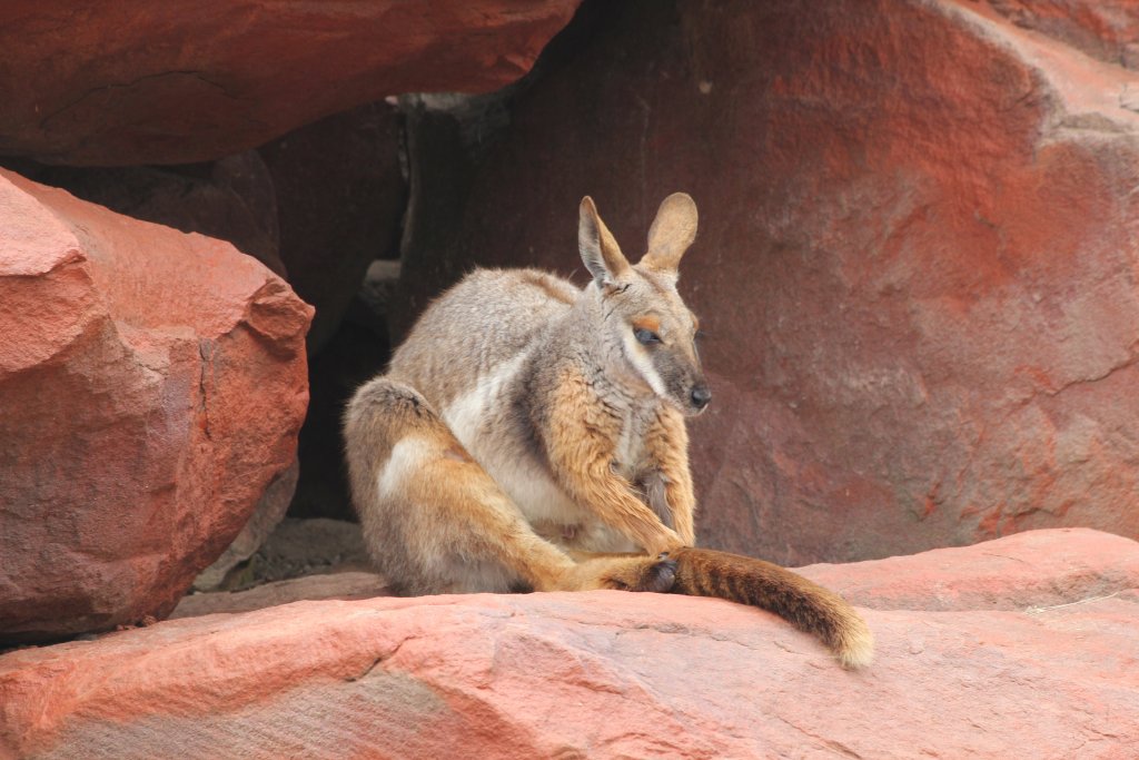 Yellowfooted Rock Wallaby