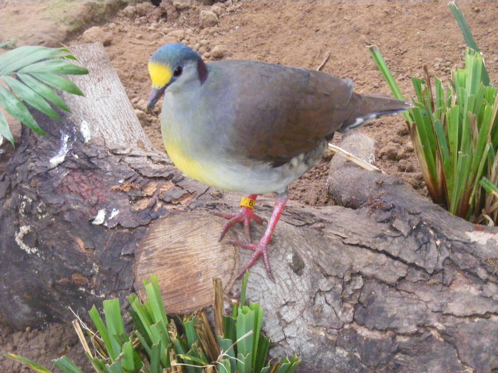 Yellowfronted ground dove at Thrigby Hall, 14 September 2010
