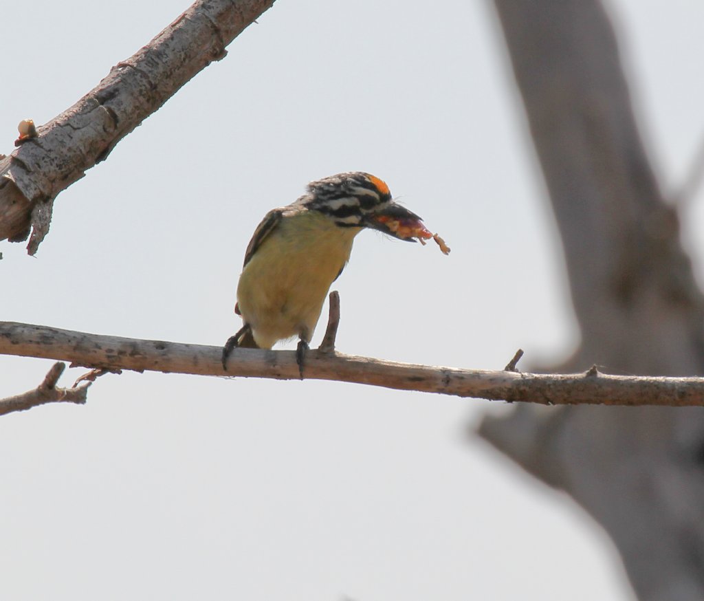 Yellowfronted Tinkerbird
