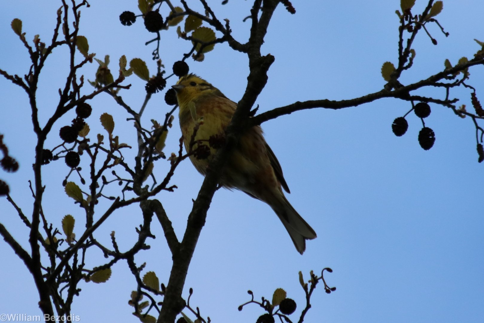 Yellowhammer  - Beibrza National Park
