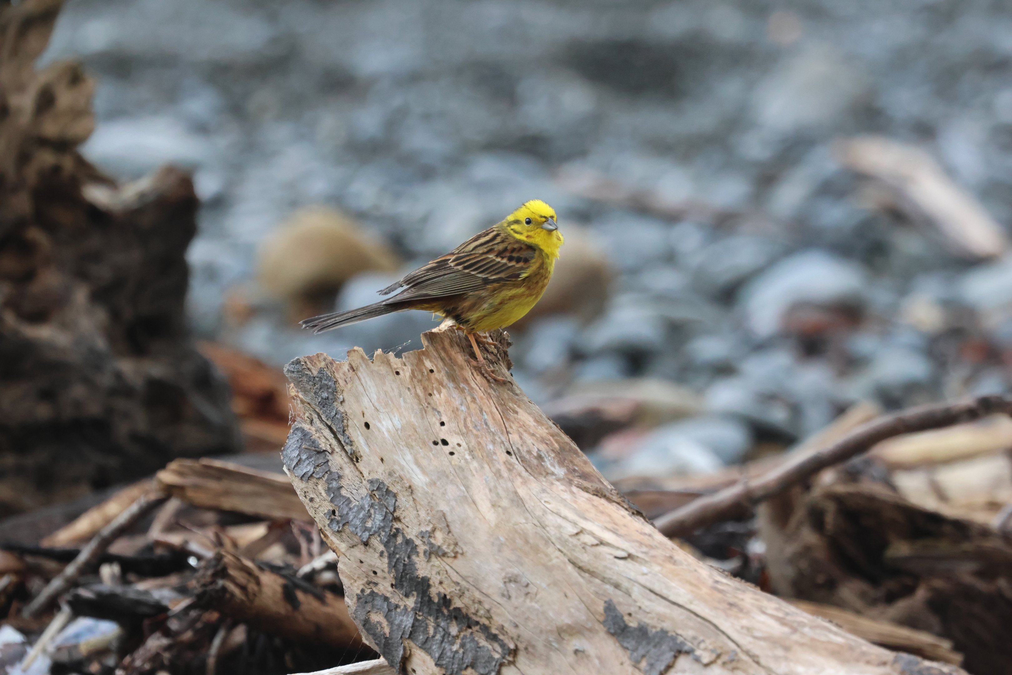 Yellowhammer (Emberiza citrinella caliginosa) male, Pencarrow Coast Road (Lower Hutt, Wellington)
