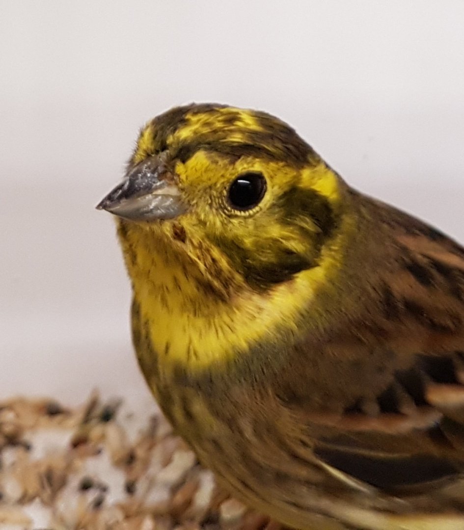Yellowhammer